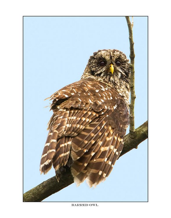 7762 barred owl.jpg